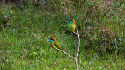 A pair of Asian green bee-eater birds sitting on a tree branch in Wilpattu National Park Sri Lanka