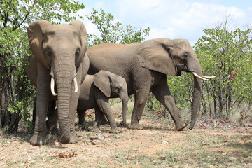 Fototapeta premium Afrikanischer Elefant / African elephant / Loxodonta africana