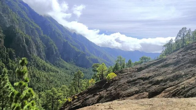 Timelapse o camara rapida de las nubes sobre el bosque de pinos en la isla canaria de La Palma.