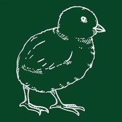 Vector Sketch Chick. Hand Drawn Illustration of Chicken Baby.