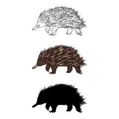 Vector Set of Echidna Illustrations