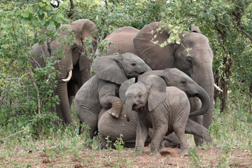 Afrikanischer Elefant / African elephant / Loxodonta africana