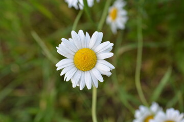 Summer blooms showcase vibrant wildflowers in a sunny meadow, celebrating nature's beauty and the joy of the season