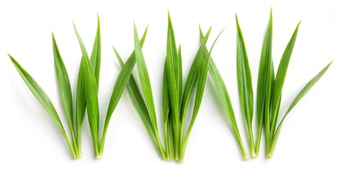 Obraz premium fresh grass plant set on a white background
