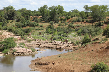 Krüger Park - Afrikanischer Busch – Mavatsani Wasserloch / Kruger Park - African bush –...