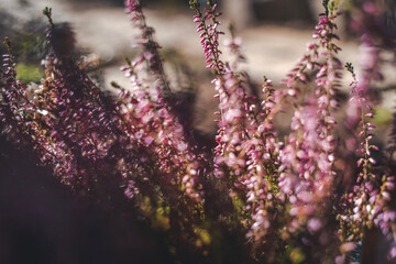 Blooming heather close up, spring background and texture