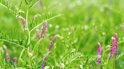 Purple flowers of hairy vetch vicia villosa on sunny summer day. Wide banner abstract background