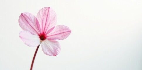 Fototapeta premium Delicate pink cyclamen flower on a white background, botanical, flowers, foliage