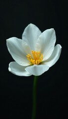 Obraz premium Delicate white petals unfolding on a dark, glossy background, delicate, blossom