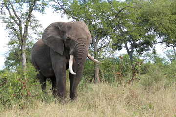 Afrikanischer Elefant / African elephant / Loxodonta africana