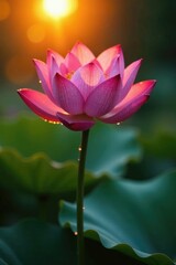Obraz premium Dew-kissed lotus blooms in the early dawn light, morning dew, water lily, sun rise