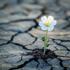 Hope Amidst Drought