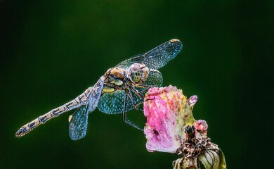 macro close-up shot of a dragonfly