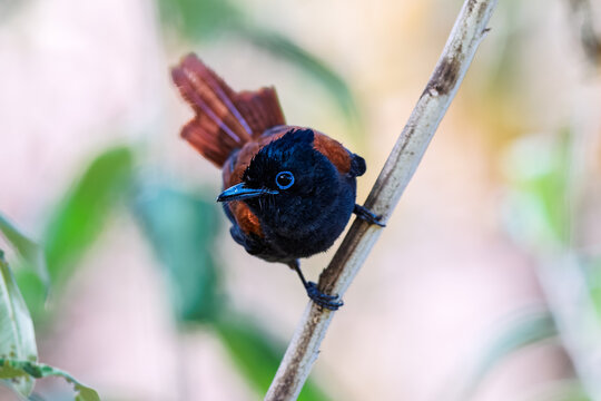 Close-up of a Terpsiphone viridis with bright blue eye-ring and elegant tail feathers