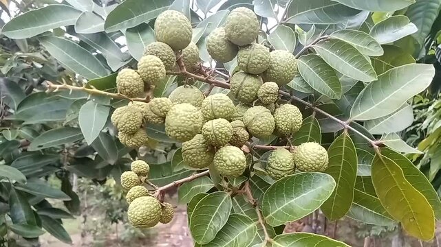 Longan fruit 