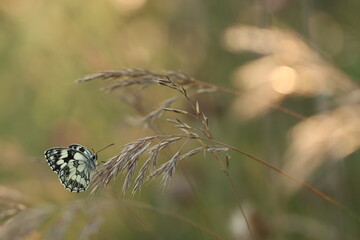 una farfalla melanargia galathea in estate