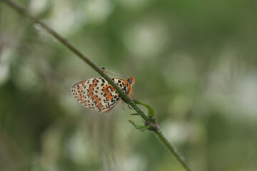 una farfalla melitaea al tramonto
