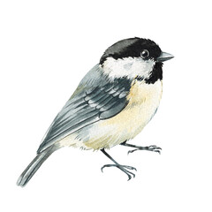 tit bird, beautiful watercolor songbirds black capped chickadees with fluffy feathers isolated on background, clipart © Hanna
