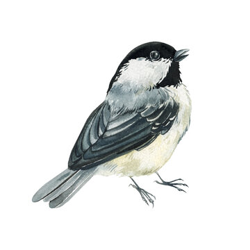 great tit, detailed watercolor black capped chickadee birds wildlife painting realistic nature illustration for prints