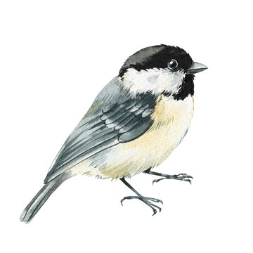 tit bird, beautiful watercolor songbirds black capped chickadees with fluffy feathers isolated on background, clipart