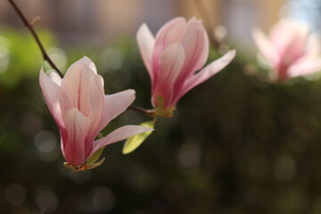 fiori rosa di magnolia in un giardino