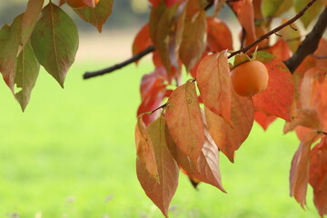 albero di caco in autunno con frutti