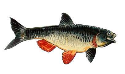 Fish on white background. Hand drawn watercolour illustration