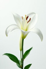 Obraz premium White Lilium flower on a pure white background, garden flowers, elegant flowers, blooming flowers