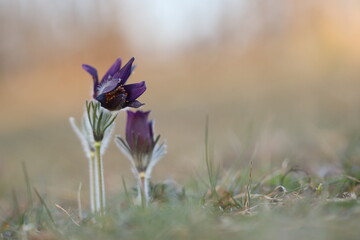 fiori di anemone pulsatilla in primavera
