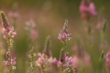 fiori rosa di lupino selvatico