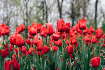 Fototapeta premium Beautiful meadow with colorful tulip flowers in full bloom. Spring floral texture for background.