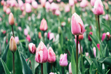 Obraz premium Beautiful fresh pastel colored tulip flowers in full bloom, close up view. Natural spring floral texture for background.