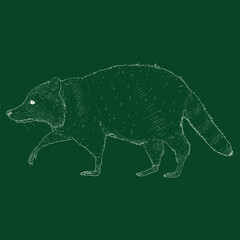 Walking Raccoon Chalk Sketch Illustration