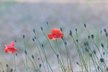 Obraz premium fiore di papavero in primavera