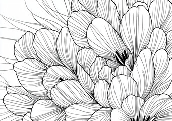 Fototapeta premium Coloring pages of large garden flowers, roses, peonies, magnolias, lilies.