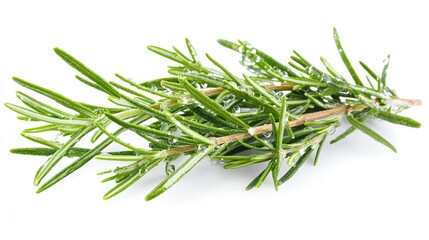 Fototapeta premium Fresh Organic Rosemary Herb Sprigs with Water Droplets Isolated on Pure White Background for Culinary and Aromatic Essential Oil Applications