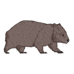 Cartoon Wombat Full Body Illustration