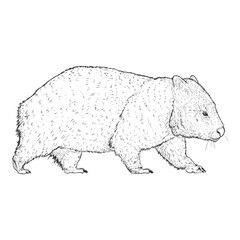 Sketch Wombat Full Body Illustration