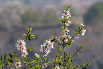 Ramas superiores de almendro en flor, Alcoy, España