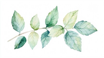 Detailed Watercolor Painting of Fresh Green Mint Leaves