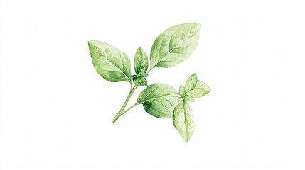 Watercolor Painting of Fresh Oregano Sprig