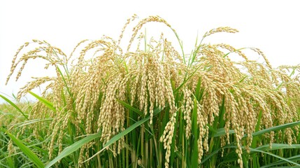 modern agricultural wheat field photography with golden ripe ears of rice isolated on pure white background for food industry and harvest concepts