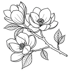 Magnolia Flower Line Art: Detailed Botanical Drawing of Blooming Magnolias on Branch, Elegant Floral Illustration for Coloring Pages & Design