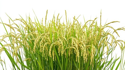 Fototapeta premium modern agricultural wheat field photography with golden ripe ears of rice isolated on pure white background for food industry and harvest concepts