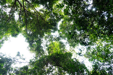 Fototapeta premium Bright sunlight peeks through a dense canopy of green leaves in a tropical forest.