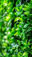 Obraz premium Lush Green Leaves Forming a Dense Foliage Wall Creating a Vibrant Natural Atmosphere