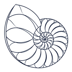 Nautilus Shell Illustration: Golden Ratio, Fibonacci Sequence, Spiral Pattern, Geometric Design, Marine Life Art, Nature Inspired Drawing