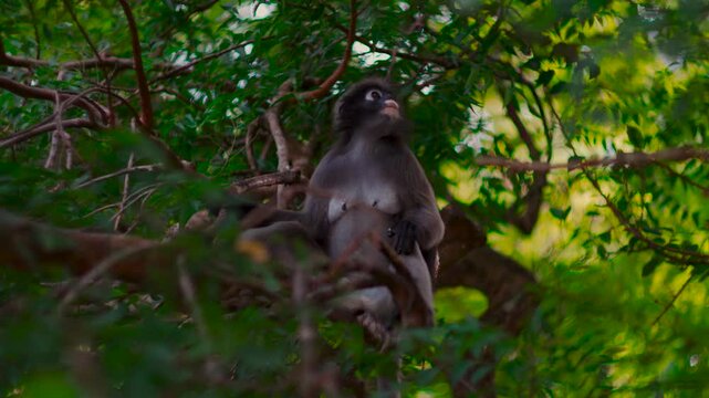 Close-up of Dusky Langur monkey in the trees of Ao Manao, Thailand. Slow-motion wildlife footage.