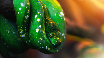 Green tree python snake close up photo