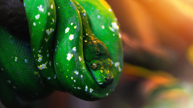 Green tree python snake close up photo